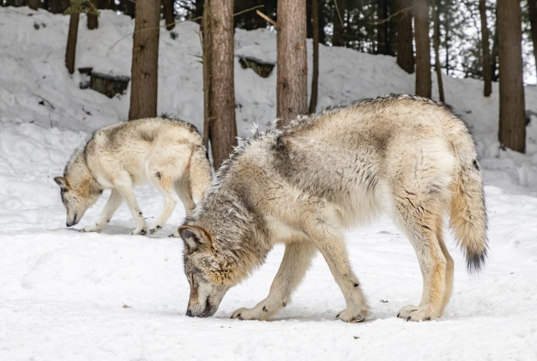 MEN CITED FOR POACHING WOLVES IN MONTANA