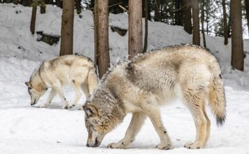 MEN CITED FOR POACHING WOLVES IN MONTANA