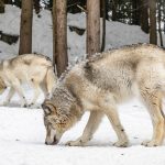 COLORADO COUNTY JOINS OPPOSITION TO WOLF REINTRODUCTION