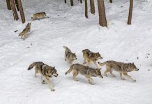 PROTECTION OF CATTLE AGAINST WOLVES IN WASHINGTON