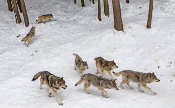 PROTECTION OF CATTLE AGAINST WOLVES IN WASHINGTON