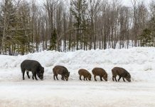 MONTANA WORRIES ABOUT CANADIAN FERAL HOGS
