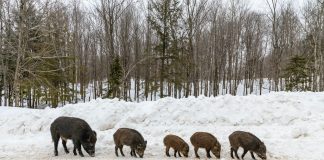 MONTANA WORRIES ABOUT CANADIAN FERAL HOGS