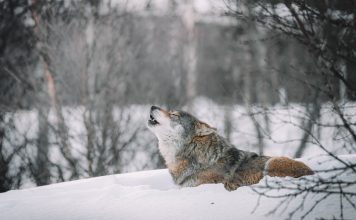 WOLF TRAPPING COURSES IN IDAHO