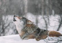 WGFD REPORTS A MINIMUM OF 327 WOLVES IN THE STATE