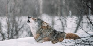 WGFD REPORTS A MINIMUM OF 327 WOLVES IN THE STATE