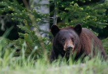 NEW JERSEY GOVERNOR MOVES FORWARD ON BEAR BAN 2021