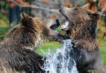 GRIZZLY BEAR KILLED AFTER ATTACKING HUNTERS