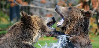 WYOMING PETITIONS TO DELIST GRIZZLIES