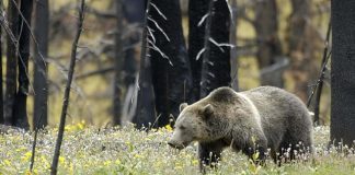 CASPER WY MAN ATTACKED BY GRIZZLY