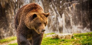 ACTIVISTS SUE FOR REVIEW OF GRIZZLY BEAR PROTECTIONS