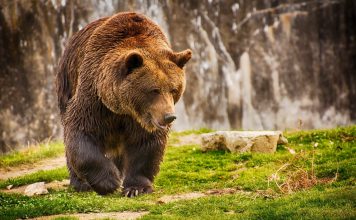 ACTIVISTS SUE FOR REVIEW OF GRIZZLY BEAR PROTECTIONS