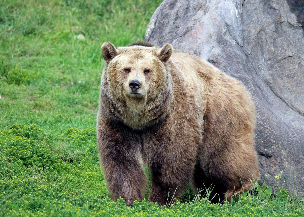 WYOMING DECIDES NO GRIZZLY BEAR HUNT