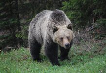 LAWSUIT TO EXPAND GRIZZLY BEAR RECOVERY