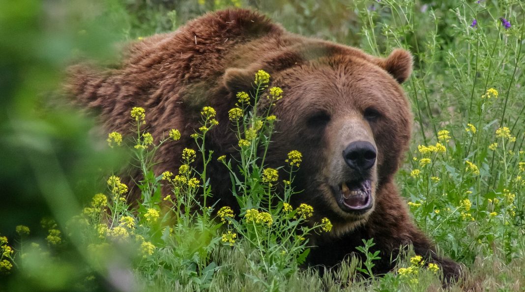 BEAR MAULING RESULTS IN EMERGENCY AREA CLOSURE