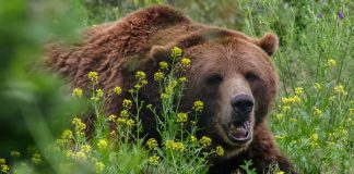 BEAR MAULING RESULTS IN EMERGENCY AREA CLOSURE