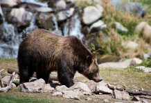 WYOMING HUNTER INJURED BY ATTACKING GRIZZLY