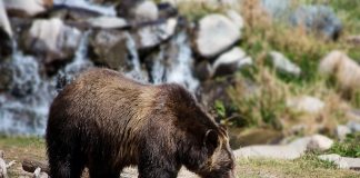 WYOMING HUNTER INJURED BY ATTACKING GRIZZLY