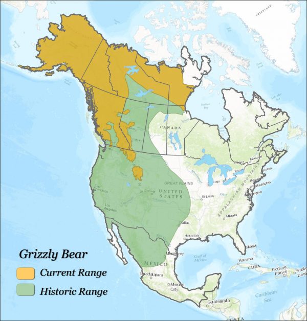 GRIZZLY BEAR PROTECTIONS UNDER FEDERAL REVIEW
