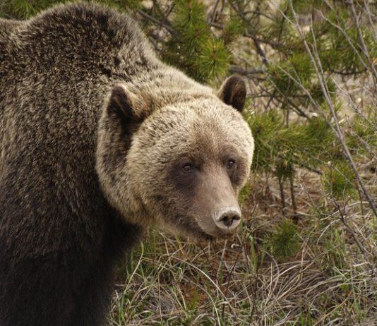GRIZZLY HUNT IN WYOMING PASSES