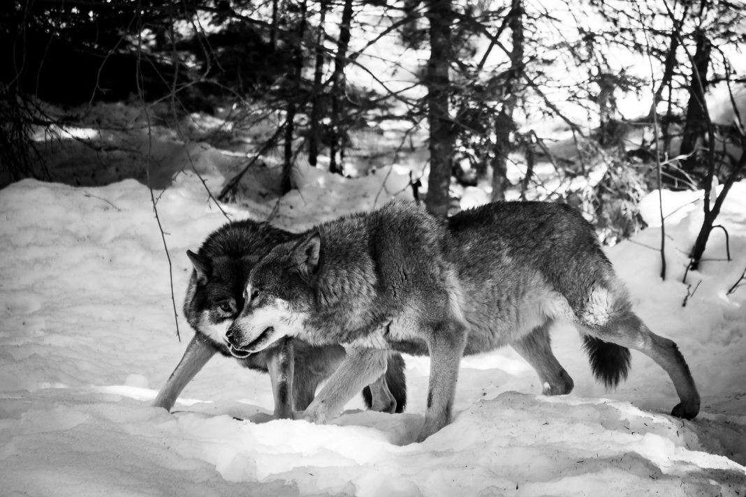 GROUPS PREPARE TO SUE IDAHO OVER WOLF MANAGEMENT