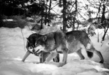 GROUPS PREPARE TO SUE IDAHO OVER WOLF MANAGEMENT
