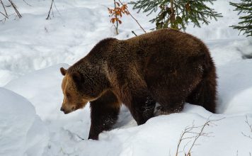 FOR THE FIRST TIME IN 40 YEARS WASHINGTON COLLARS GRIZZLY