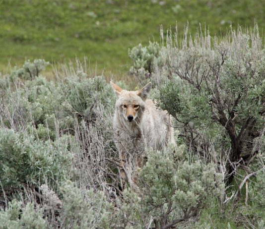 OREGON COYOTE CONTEST BAN FAILS FOR A THIRD TIME