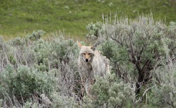 USING CYANIDE "BOMBS" TO KILL COYOTES