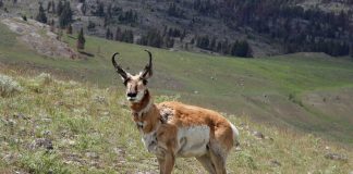 WYOMING GUIDE CHARGED WITH 19 HUNTING VIOLATIONS