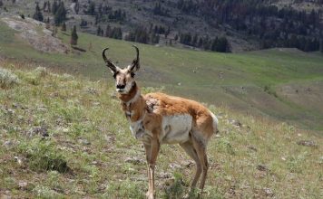 WYOMING GUIDE CHARGED WITH 19 HUNTING VIOLATIONS