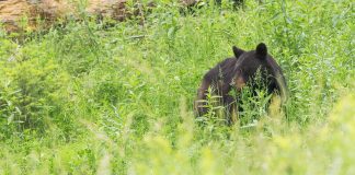 PROPOSED BEAR PERMIT CHANGES IN UTAH