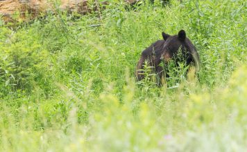 PROPOSED BEAR PERMIT CHANGES IN UTAH