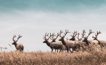 2020 COLORADO HUNTING CHANGES