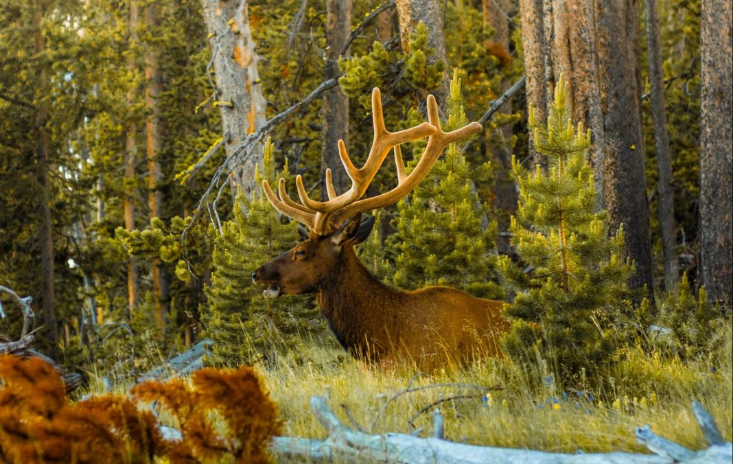 WYOMING BIG GAME APPLICATION DEADLINE APPROACHES