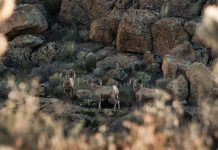 AZGFD WILL REVIEW GAME MANAGEMENT PLAN