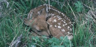 Deer fawn to drug bust