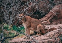 MOUNTAIN LION ATTACKS DEPUTY IN COLORADO