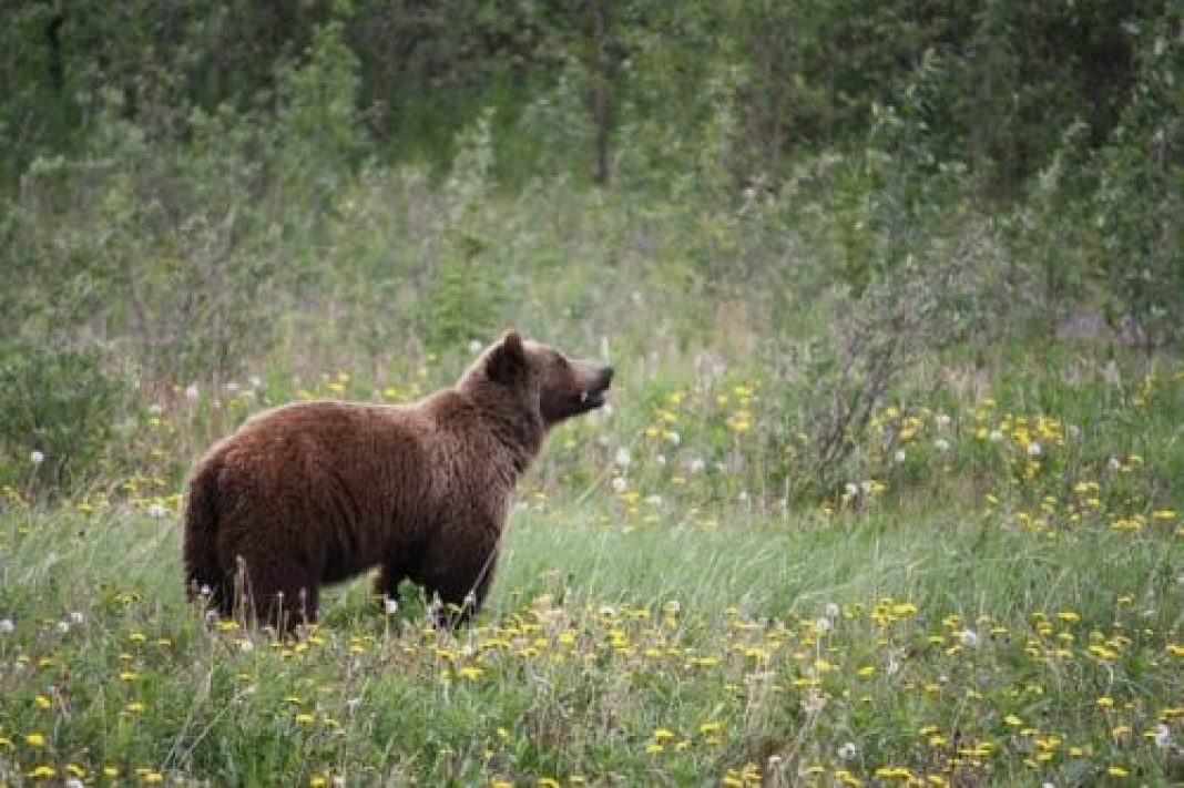 Idaho grizzly relocated