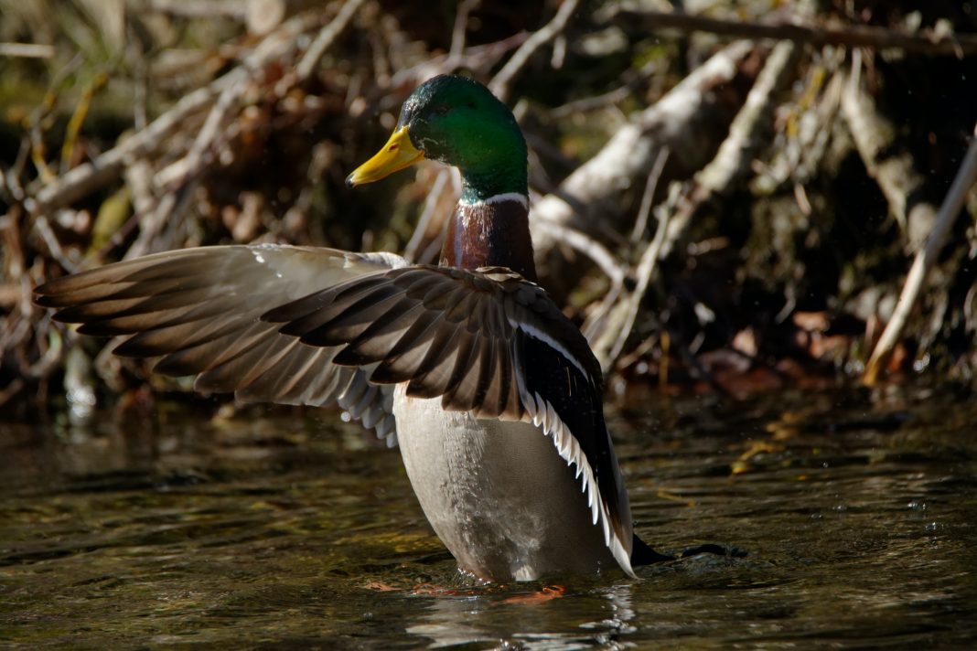 DROUGHT WILL AFFECT DUCK NUMBERS
