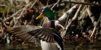 DROUGHT WILL AFFECT DUCK NUMBERS