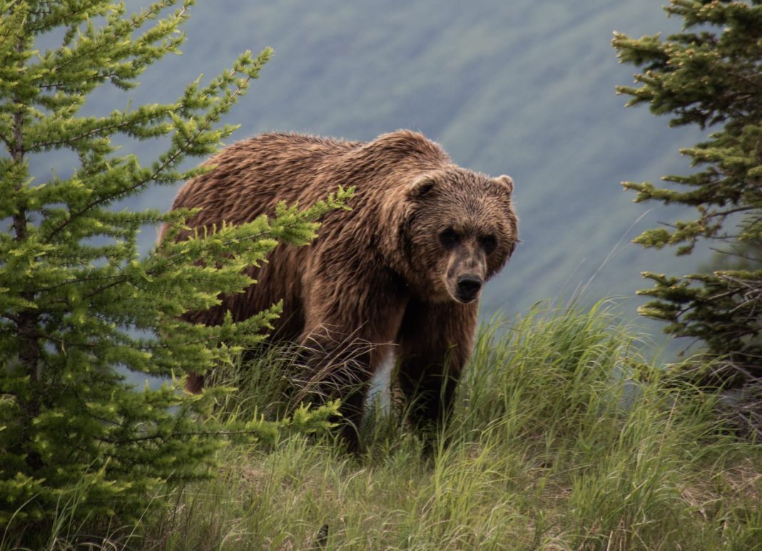 GRIZZLY SITED NORTHWEST OF KEMMERER WYOMING