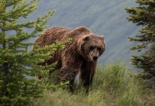 GRIZZLY SITED NORTHWEST OF KEMMERER WYOMING