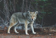 TENNESSEE DEBATES OVER COYOTE NIGHT HUNTING