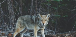 TENNESSEE DEBATES OVER COYOTE NIGHT HUNTING