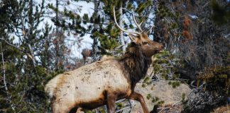 WYOMING ASKS HUNTERS TO HELP TEST FOR BRUCELLOSIS