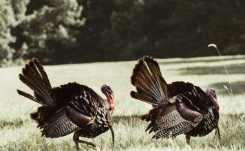 Turkey Hunters Shot