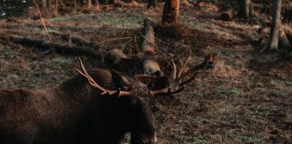 SECOND CASE OF CWD IN BULL MOOSE IN LIBBY MONTANA