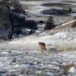 MOUNTAIN LION REMOVED FROM LANDER CITY LIMITS