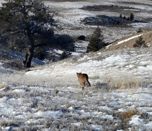 MOUNTAIN LION REMOVED FROM LANDER CITY LIMITS